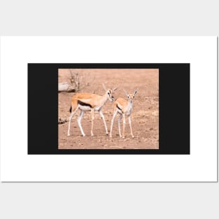 Thomson's Gazelle (Serengeti) #1 Posters and Art